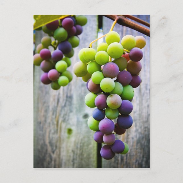 Ripening Grapes Postcard (Front)