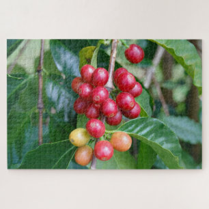 Ripening Kona Coffee Cherries, Hawaii Jigsaw Puzzle