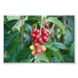 Ripening Kona Coffee Cherries, Hawaii Photo Print