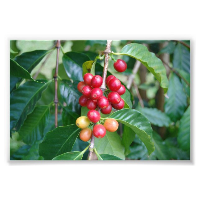 Ripening Kona Coffee Cherries, Hawaii Photo Print (Front)