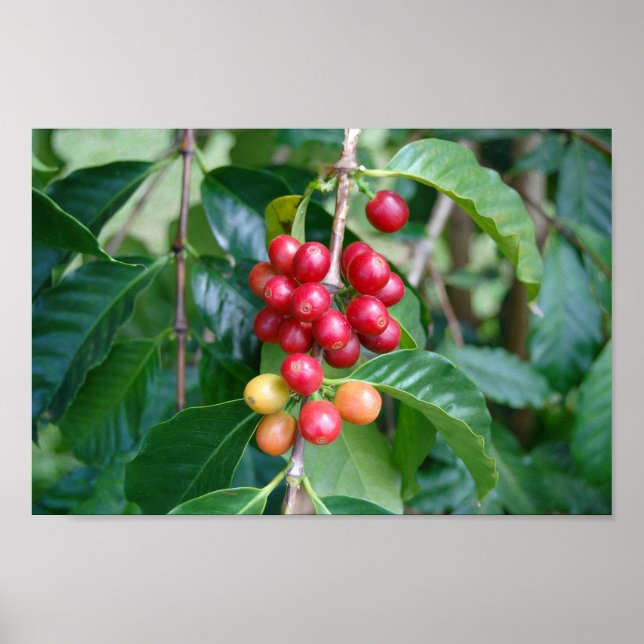 Ripening Kona Coffee Cherries, Hawaii Poster (Front)