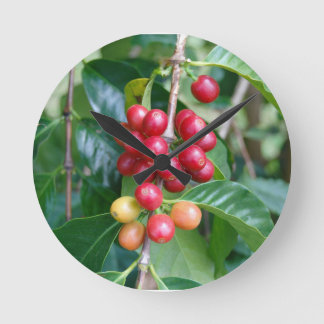 Ripening Kona Coffee Cherries, Hawaii Round Clock