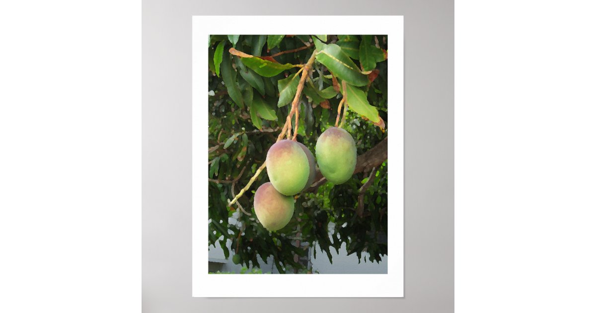 Ripening Poster | Zazzle