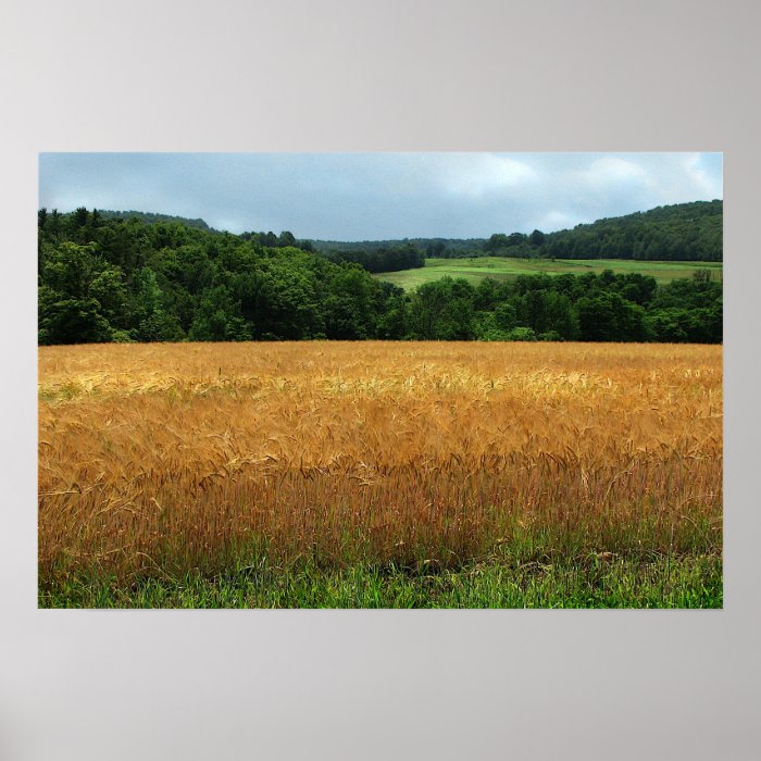 Ripening Wheat Poster