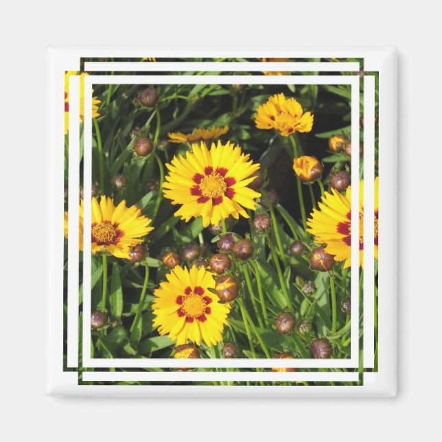 Rising Sun Coreopsis Square Magnet (Front)