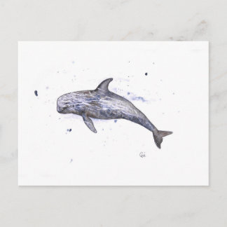 Risso Dolphin Illustration Postcard