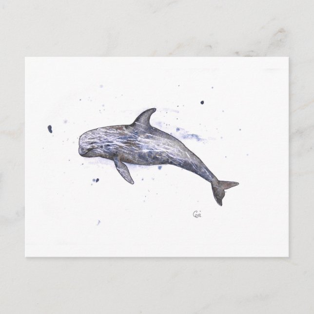 Risso Dolphin Illustration Postcard (Front)