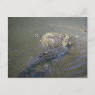 River Catfish and Turtle Postcard