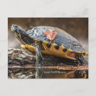 River Cooter Turtle Postcard