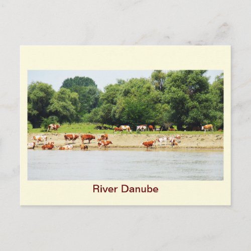 River Danube Postcard