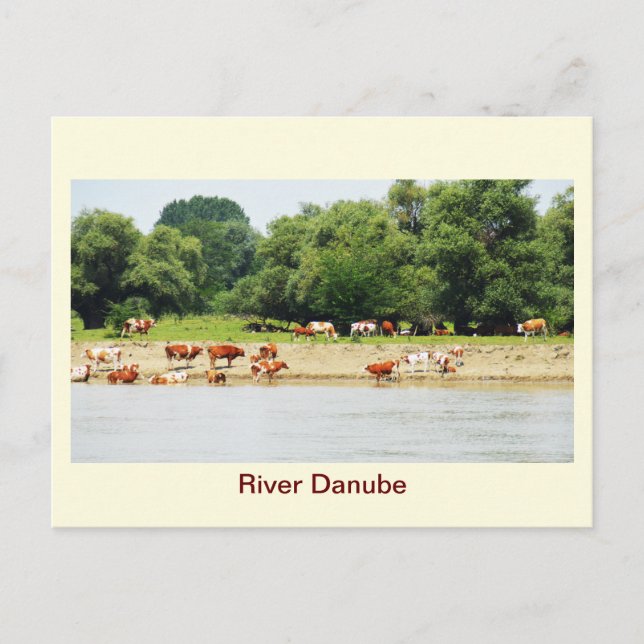 River Danube Postcard (Front)