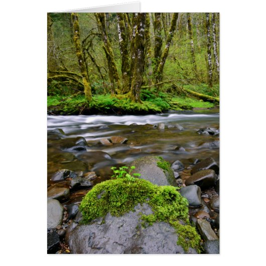 River in green forest, Oregon Cards (Front)