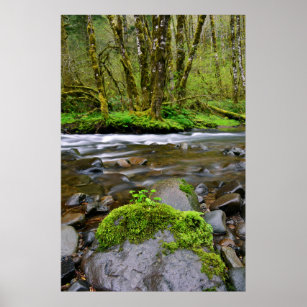 River in green forest, Oregon Poster