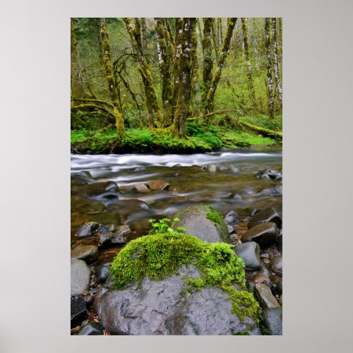 River in green forest Oregon Poster