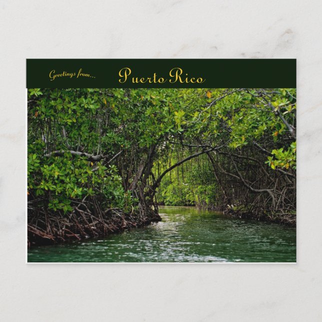 River in Puerto Rico Postcard (Front)