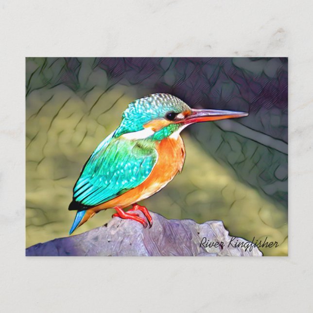 River Kingfisher Postcard (Front)