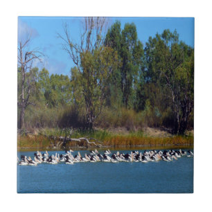 "River Murray's Fishermen: A Pelican Gathering" Ceramic Tile