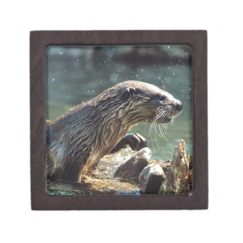 River Otter Animal_lovers Wildlife Photo Jewelry Box