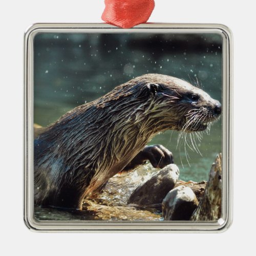 River Otter Animal_lovers Wildlife Photo Metal Ornament