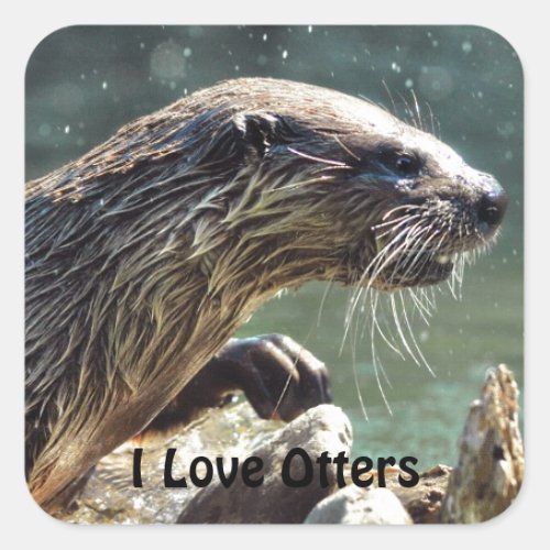 River Otter Animal_lovers Wildlife Photo Square Sticker