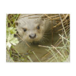 River Otter Habitat Postcard