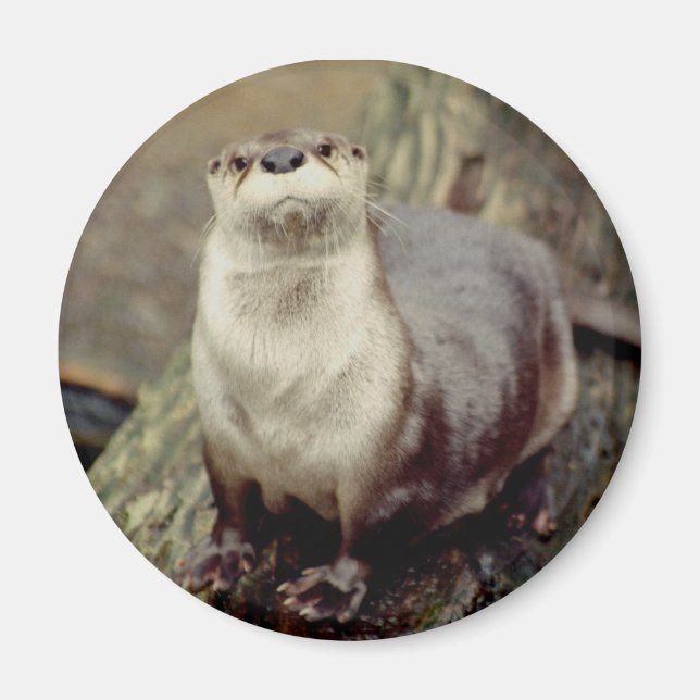River Otter Magnet (Front)