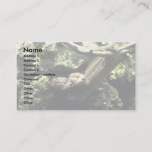 River Otter peering out of rocky den Business Cards