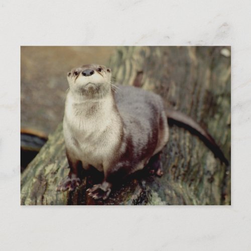 River Otter Posing Postcard