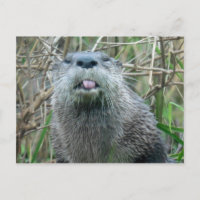 River Otter