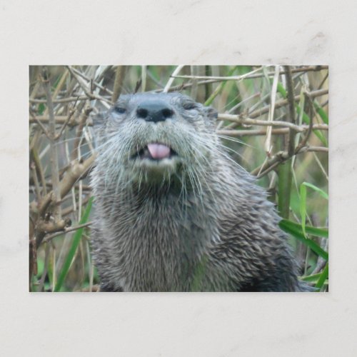River Otter Postcard