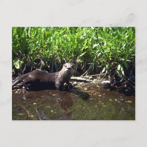 River Otter_summer Postcard