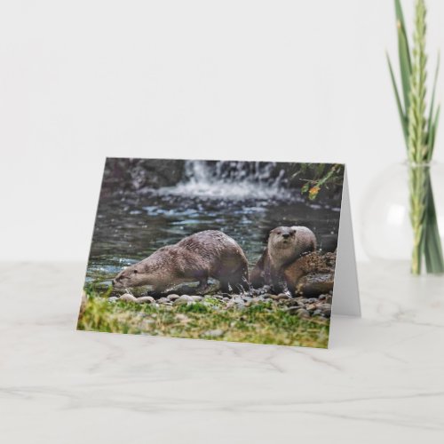 River Otters at play blank note card