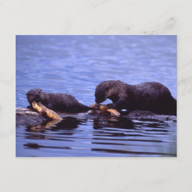 River Otters Wildlife Series # 15 Postcard (Front)