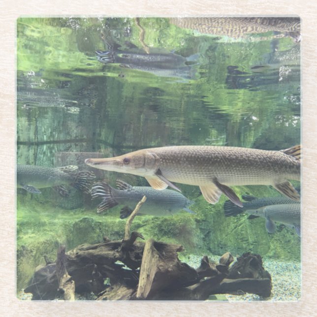 River Pike Fish Clear Water Photo Glass Coaster (Front)