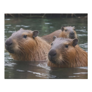 "River Serenity: Capybaras Swimming in the Flow" Faux Canvas Print