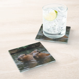 "River Serenity: Capybaras Swimming in the Flow" Glass Coaster