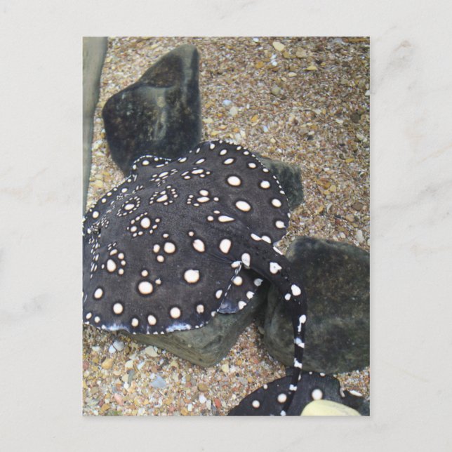 River Stingray # 3 Postcard (Front)