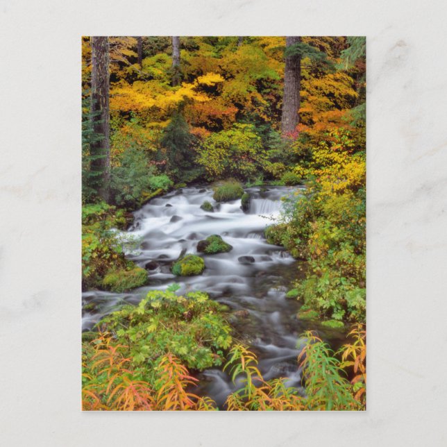 River through forest, Fall, Oregon Postcard (Front)