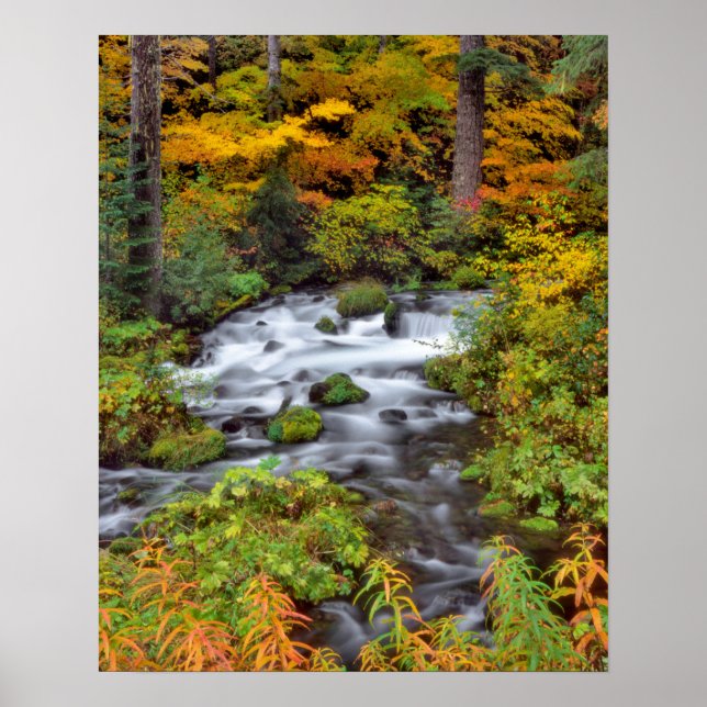 River through forest, Fall, Oregon Poster (Front)