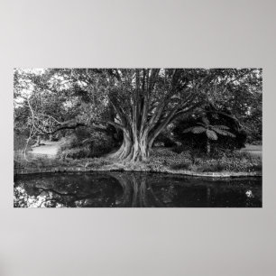 river trees poster