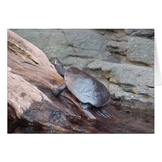 River Turtle (Front Horizontal)