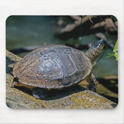 River Turtle at Tortuguero _ Costa Rica Mouse Pad