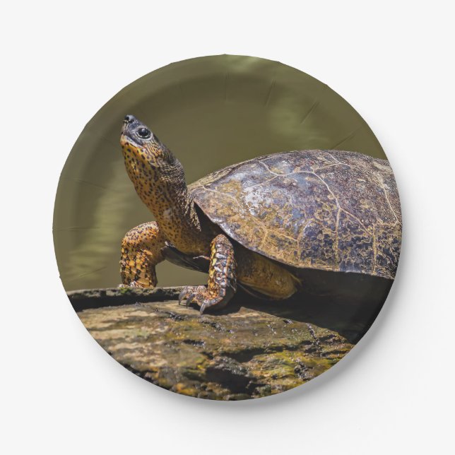 River Turtle at Tortuguero - Costa Rica Paper Plates (Front)