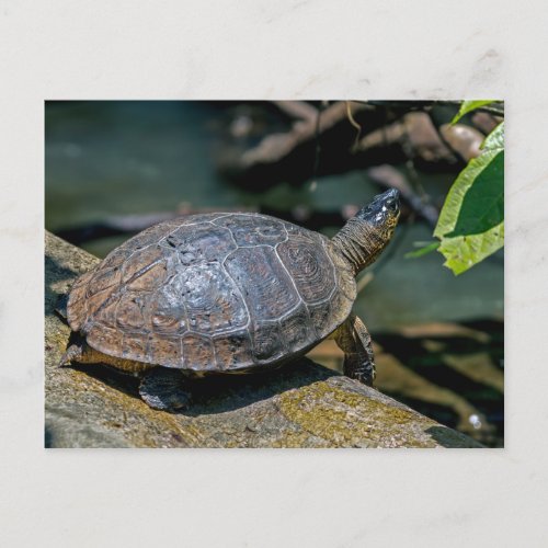 River Turtle at Tortuguero _ Costa Rica Postcard