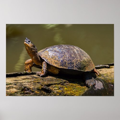 River Turtle at Tortuguero _ Costa Rica Poster