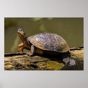 River Turtle at Tortuguero - Costa Rica Poster