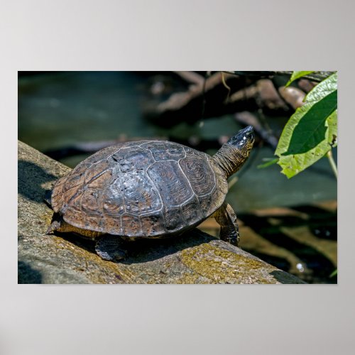 River Turtle at Tortuguero _ Costa Rica Poster