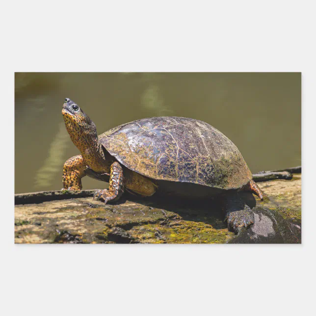 River Turtle at Tortuguero - Costa Rica Rectangular Sticker | Zazzle