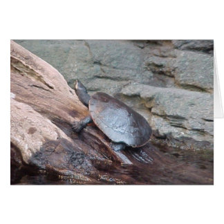 River Turtle Cards