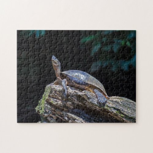 River Turtle sunbathing at Tortuguero _ Costa Rica Jigsaw Puzzle